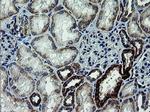 ARMC1 Antibody in Immunohistochemistry (Paraffin) (IHC (P))