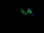 COG6 Monoclonal Antibody (OTI1B8)