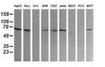 COG6 Antibody in Western Blot (WB)