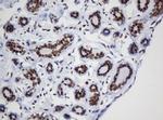 DCPS Antibody in Immunohistochemistry (Paraffin) (IHC (P))