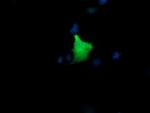 KIF25 Monoclonal Antibody (OTI2C9)