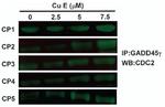 GADD45G Antibody in Western Blot (WB)