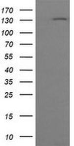 PCDH7 Antibody in Western Blot (WB)