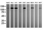 PCDH7 Antibody in Western Blot (WB)