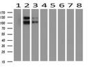 PCDH7 Antibody in Western Blot (WB)