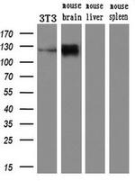 PCDH7 Antibody in Western Blot (WB)