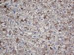 Alpha A Crystallin Antibody in Immunohistochemistry (Paraffin) (IHC (P))