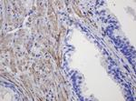 FNDC4 Antibody in Immunohistochemistry (Paraffin) (IHC (P))