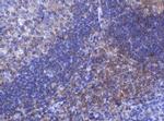 FNDC4 Antibody in Immunohistochemistry (Paraffin) (IHC (P))