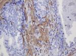 FNDC4 Antibody in Immunohistochemistry (Paraffin) (IHC (P))
