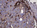 FNDC4 Antibody in Immunohistochemistry (Paraffin) (IHC (P))