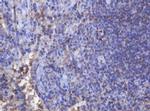 FNDC4 Antibody in Immunohistochemistry (Paraffin) (IHC (P))