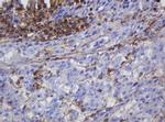 FNDC4 Antibody in Immunohistochemistry (Paraffin) (IHC (P))