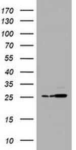 PSMA2 Antibody in Western Blot (WB)
