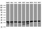 PSMA2 Antibody in Western Blot (WB)