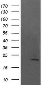 KappaB ras1 Antibody in Western Blot (WB)