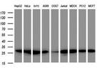PSMA2 Antibody in Western Blot (WB)