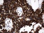 TAPBPL Antibody in Immunohistochemistry (Paraffin) (IHC (P))