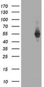 TAPBPL Antibody in Western Blot (WB)