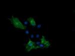 PCDH7 Antibody in Immunocytochemistry (ICC/IF)