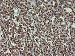 PCDH7 Antibody in Immunohistochemistry (Paraffin) (IHC (P))
