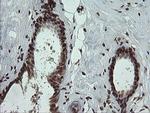 PCDH7 Antibody in Immunohistochemistry (Paraffin) (IHC (P))