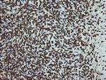 PCDH7 Antibody in Immunohistochemistry (Paraffin) (IHC (P))