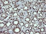 PCDH7 Antibody in Immunohistochemistry (Paraffin) (IHC (P))