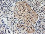 TAPBPL Antibody in Immunohistochemistry (Paraffin) (IHC (P))