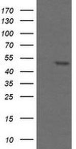 TAPBPL Antibody in Western Blot (WB)