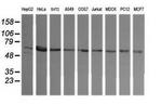 TAPBPL Antibody in Western Blot (WB)