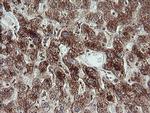 TRIM44 Antibody in Immunohistochemistry (Paraffin) (IHC (P))