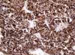 ITFG3 Antibody in Immunohistochemistry (Paraffin) (IHC (P))