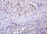 ITFG3 Antibody in Immunohistochemistry (Paraffin) (IHC (P))