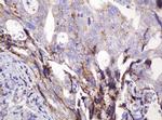 ITFG3 Antibody in Immunohistochemistry (Paraffin) (IHC (P))