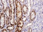 ITFG3 Antibody in Immunohistochemistry (Paraffin) (IHC (P))
