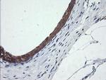 CATIP Antibody in Immunohistochemistry (Paraffin) (IHC (P))