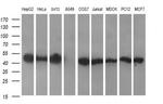 CATIP Antibody in Western Blot (WB)