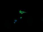 Alpha A Crystallin Monoclonal Antibody (OTI3B12)
