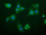 GBAS Antibody in Immunocytochemistry (ICC/IF)