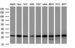 GBAS Antibody in Western Blot (WB)