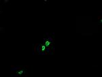 GLB1 Monoclonal Antibody (OTI5H2)