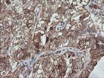 TRAPPC4 Antibody in Immunohistochemistry (Paraffin) (IHC (P))