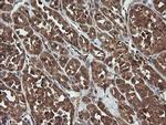 TRAPPC4 Antibody in Immunohistochemistry (Paraffin) (IHC (P))