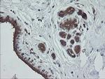 TRAPPC4 Antibody in Immunohistochemistry (Paraffin) (IHC (P))