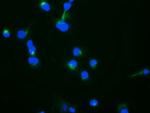 TRAPPC4 Monoclonal Antibody (OTI4C3)