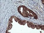 DDT Antibody in Immunohistochemistry (Paraffin) (IHC (P))