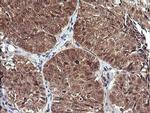 DDT Antibody in Immunohistochemistry (Paraffin) (IHC (P))