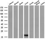 DDT Antibody in Western Blot (WB)