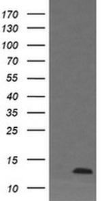 DDT Antibody in Western Blot (WB)